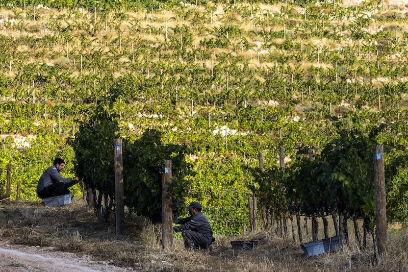 La importante apuesta por la Sostenibilidad de Pago de Carraovejas